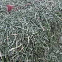 پرس یونجه خشک