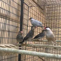 فنچ بنگالی و نرگسی