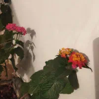 گل گل گل|گل و گیاه طبیعی|اسلام‌‌آباد غرب, |دیوار