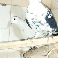 کبوتر|پرنده|مشهد, پارک کوهستان|دیوار