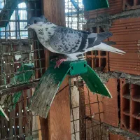 کبوتر ساده و تکپر|پرنده|مینودشت, |دیوار