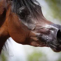 کره مادیان دو سر وارداتی زیبایی عرب