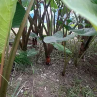 گل بابا آدم|گل و گیاه طبیعی|شاندرمن, |دیوار