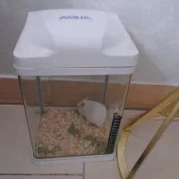 همستر|موش و خرگوش|رباطکریم, رباطکریم|دیوار