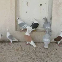 کبوتر دوکت پلاکی و الماسی