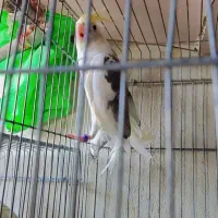 دوکت کرم فیس