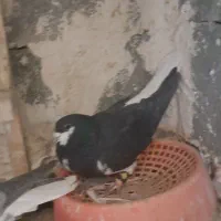 شهری سیاه