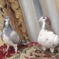 طوقی زرد|پرنده|فولادشهر, A3|دیوار