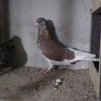 چهار عدد طوقی دو نر دو ماده