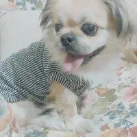 واگذاری سگ|سگ|مهدی شهر, |دیوار