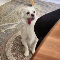 ۲ عدد سگ پاپی و توله های تازه به دنیا آمده بازیگوش|سگ|ابریشم, |دیوار