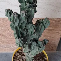 گل مار.کاکتوس صخره ای