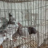 چندجفت کفترخوب|پرنده|پاکدشت, پاکدشت (مامازند)|دیوار