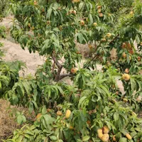 باغچه باغ ویلادر شهریار درمنطقه منجیل آباد شاهدشهر|فروش زمین و ملک کلنگی|رباط‌کریم, منجیل آباد|دیوار