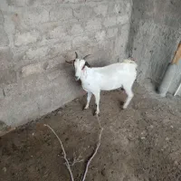 گیسه سومال