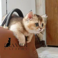 بریتیش و اسکاتیش
