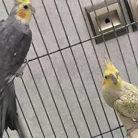 عروس هلندی شیطون جفت