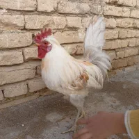 خورس گلین