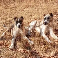 سرابی|سگ|بجنورد, |دیوار