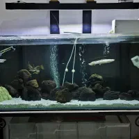 اکواریوم|ماهی|محمدشهر, محمدشهر|دیوار