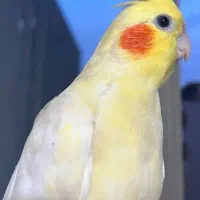 عروس هلندی گمشده