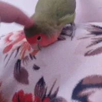 کوتوله برزیلی دستی|پرنده|شیراز, شهرک گلستان|دیوار