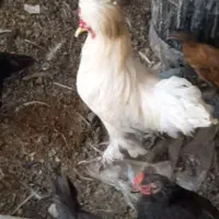 خروس سلطان