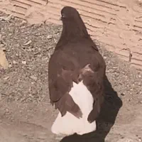 دم‌سفید پرشی|پرنده|فیروزه, |دیوار