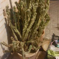 کاکتوس ارتفاع یه متری برای دکور و زیبایی