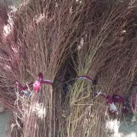 جارو بزرگ|جاروبرقی، جارو شارژی، بخارشو|اسدآباد, |دیوار