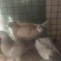 کبوتر|پرنده|نجف‌آباد, مزرعه طالب|دیوار