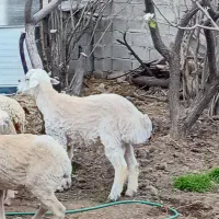 بره شیشک نژاد دار