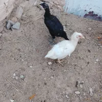 مرغ تخمگذار
