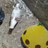 کبوتر