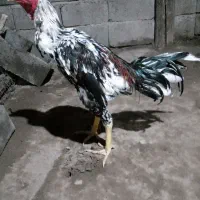 خروس هفت ماه|حیوانات مزرعه|باروق, |دیوار