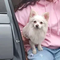 واگذاری سگ پامرین