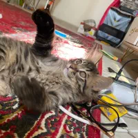 گربه نر دوماهه