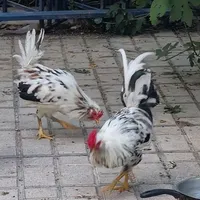 خروس