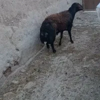 قوچ افشاری