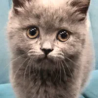 فروش گربه بریتیش