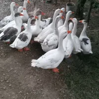 غاز|حیوانات مزرعه|لوندویل, |دیوار