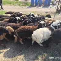 گوسفند زنده حاجی آقا ثابتی شبانه روزی...باقصاب