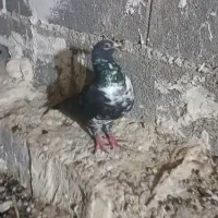 کبوتر سینه سفید
