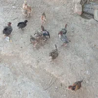 جوجه زیر مرغی