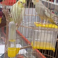 عروس هلندی نر وماده