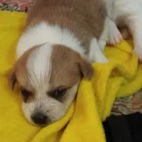 توله سایزکوچیک|سگ|مشهد, رده|دیوار