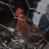 خروس