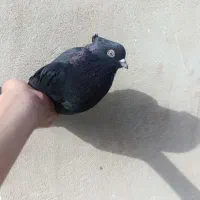 زاغ کلایی نر پالخت پربازیی