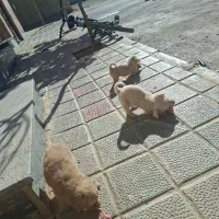 توله سک اشپیتز|سگ|گلپایگان, |دیوار