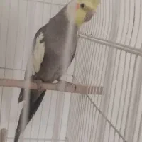 پرنده|پرنده|تربت‌حیدریه, آغوی|دیوار